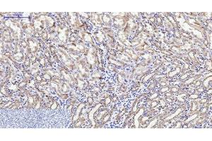 Immunohistochemistry of paraffin-embedded Mouse kidney tissue using CYCS Monoclonal Antibody at dilution of 1:200. (Cytochrome C 抗体)