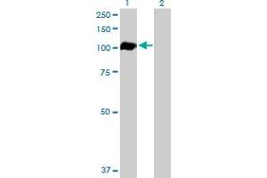 Western Blot analysis of AHR expression in transfected 293T cell line by AHR MaxPab polyclonal antibody. (Aryl Hydrocarbon Receptor 抗体  (AA 1-848))