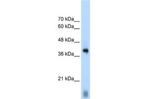 Western Blotting (WB) image for anti-Eukaryotic Translation Initiation Factor 2 Subunit 1 (EIF2S1) antibody (ABIN2462161) (EIF2S1 抗体)