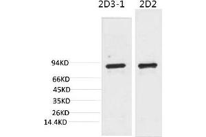 Western blot analysis of 1) 3T3, 2) Rat LiverTissue with PI3 Kinase P85α Mouse mAb diluted at 1:2000. (PIK3R1 抗体)