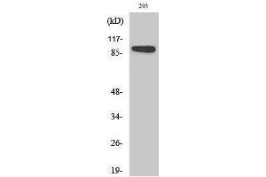 Western Blotting (WB) image for anti-Ribosomal Protein S6 Kinase, 90kDa, Polypeptide 1 (RPS6KA1) (Thr899) antibody (ABIN3177306) (RPS6KA1 抗体  (Thr899))