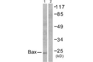 Western Blotting (WB) image for anti-BCL2-Associated X Protein (BAX) (N-Term) antibody (ABIN1848439) (BAX 抗体  (N-Term))