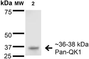 Western Blot analysis of Rat Brain Membrane showing detection of 36-38 kDa QKI (pan) protein using Mouse Anti-QKI (pan) Monoclonal Antibody, Clone S147-6 . (QKI 抗体  (AA 1-341))