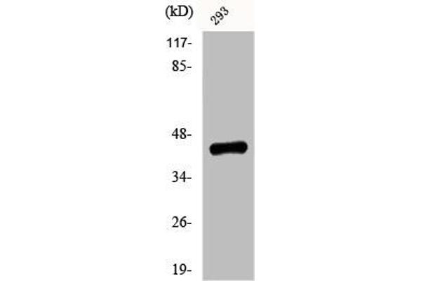 Ephrin B1 抗体  (pTyr330)