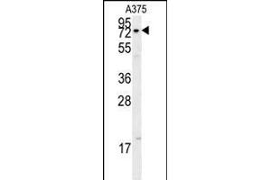 XRCC1 Antibody (Center) (ABIN651735 and ABIN2840381) western blot analysis in  cell line lysates (15 μg/lane). (XRCC1 抗体  (AA 407-435))