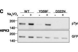 Western Blotting (WB) image for anti-Green Fluorescent Protein (GFP) antibody (ABIN100085)
