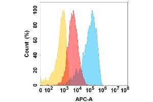 CD164 protein is highly expressed on the surface of Expi293 cell membrane. (CD164 抗体)