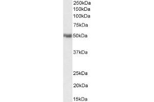 Immunofluorescence (IF) image for anti-CD274 (PD-L1) (C-Term) antibody (ABIN185339)