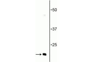 Western blot of rat brain lysate showing specific immunolabeling of the ~ 16 kDa synaptobrevin protein. (VAMP 1,2 抗体)