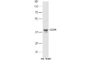 CD34 抗体  (AA 301-385)