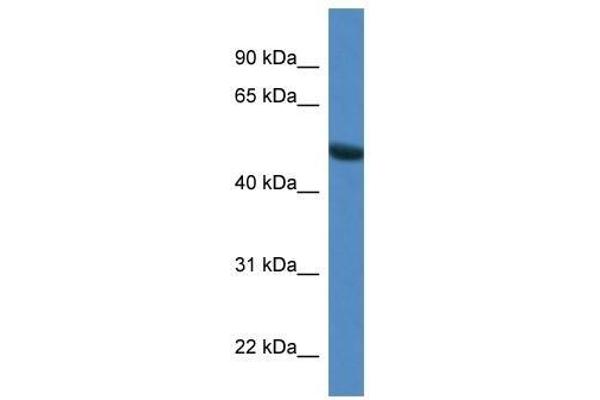 Syntrophin gamma 1 抗体  (N-Term)