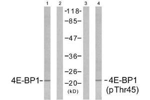Western blot analysis of extracts from MDA435 cells untreated or treated with EGF (200nm, 5min), using 4E-BP1 (Ab-45) antibody (E021216, Lane1 and 2) and 4E-BP1 (phospho-Thr45) antibody (E011223, Lane 3 and 4) . (eIF4EBP1 抗体  (pThr45))