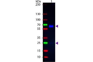 Western Blotting (WB) image for Goat anti-Rat IgA (Heavy Chain) antibody (FITC) - Preadsorbed (ABIN5608108)