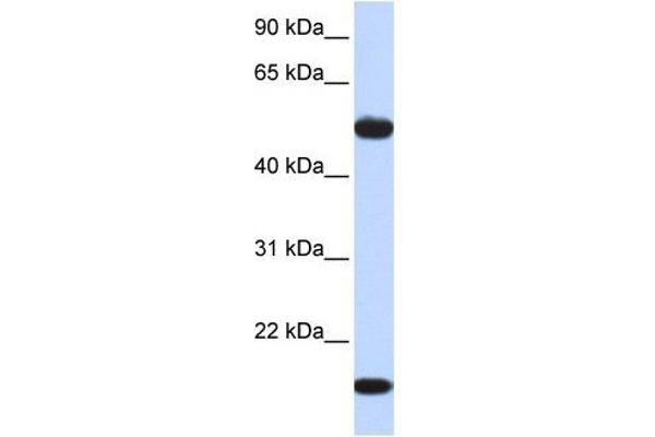 ADSSL1 抗体  (Middle Region)