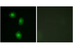 Immunofluorescence (IF) image for anti-Ribosomal Protein S6 Kinase, 90kDa, Polypeptide 5 (RPS6KA5) (AA 343-392) antibody (ABIN2889029) (MSK1 抗体  (AA 343-392))