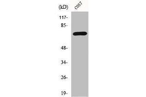 Western Blot analysis of COS7 cells using Histone deacetylase 10 Polyclonal Antibody (HDAC1 抗体  (N-Term))