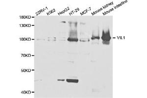 Western blot analysis of extracts of various cell lines, using VIL1 antibody (ABIN5973204) at 1/1000 dilution. (Villin 1 抗体)