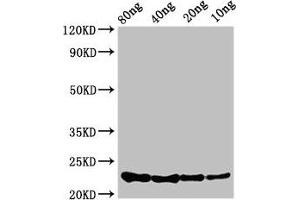 Western Blot Positive WB detected in Recombinant protein All lanes: csrA antibody at 3. (CsrA (AA 1-61) 抗体)