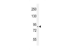 Western blot analysis in mouse Neuro-2a cell line lysates (35ug/lane). (DDX11 抗体  (AA 656-683))