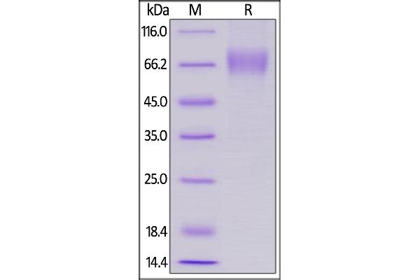 LILRA1 Protein (AA 17-461) (His tag,AVI tag,Biotin)