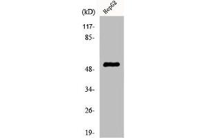 Western Blot analysis of HepG2 cells using Cytokeratin 7 Polyclonal Antibody (Cytokeratin 7 抗体  (C-Term))