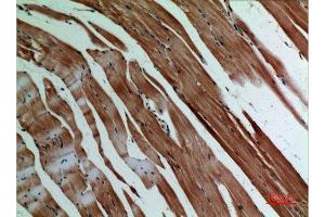 Immunohistochemistry (IHC) analysis of paraffin-embedded Mouse Muscle, antibody was diluted at 1:100. (alpha-SMA (C-Term) 抗体)