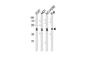 Western blot analysis in 293T,A431,NCI-H292,Raji cell line lysates (35ug/lane). (HNRNPD/AUF1 抗体  (N-Term))