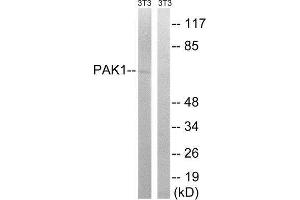 Western Blotting (WB) image for anti-P21-Activated Kinase 1 (PAK1) (Ser204) antibody (ABIN1848247) (PAK1 抗体  (Ser204))