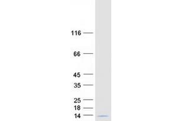 COX7C Protein (Myc-DYKDDDDK Tag)