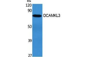 Western Blotting (WB) image for anti-Doublecortin-Like Kinase 3 (DCLK3) (Internal Region) antibody (ABIN3174717) (DCLK3 抗体  (Internal Region))