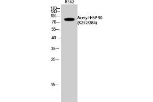 Western Blot analysis of K562 cells using Acetyl-HSP 90 (K292/284) Polyclonal Antibody. (HSP90 抗体  (acLys284, acLys292))