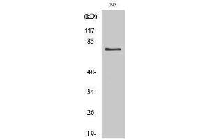 Western Blotting (WB) image for anti-tau Protein (Ser852) antibody (ABIN3187180) (tau 抗体  (Ser852))