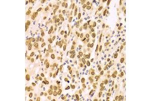 Immunohistochemistry (IHC) image for anti-Lamin A/C (LMNA) (AA 403-572) antibody (ABIN3020785)