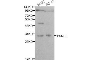 Western blot analysis of extracts of various cell lines, using PSME3 antibody (ABIN5970101) at 1/1000 dilution. (PSME3 抗体)