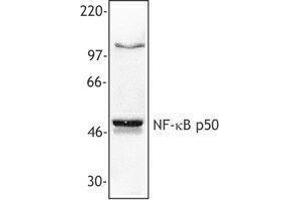 Western Blotting (WB) image for anti-Nuclear Factor kappa B p50 (NFkB p50) antibody (ABIN2666083) (Nuclear Factor kappa B p50 (NFkB p50) 抗体)