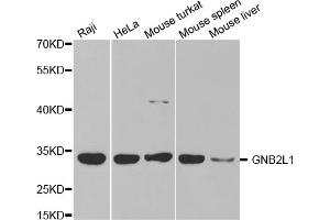 Western blot analysis of extracts of various cell lines, using GNB2L1 antibody. (GNB2L1 抗体)