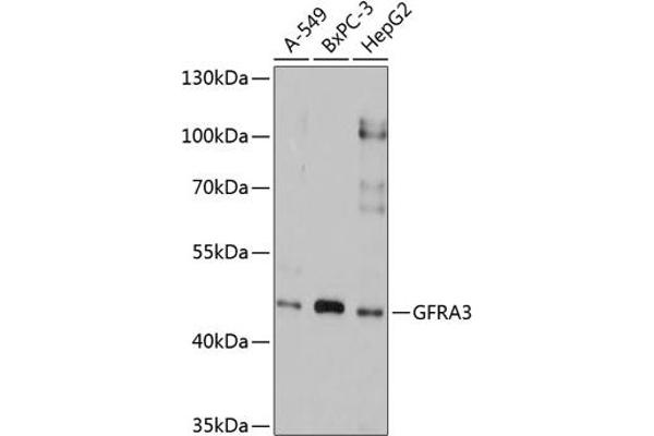 GFRA3 抗体  (AA 32-240)