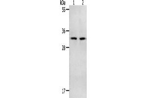 Western Blotting (WB) image for anti-NME/NM23 Nucleoside Diphosphate Kinase 6 (NME6) antibody (ABIN2428482) (NME6 抗体)
