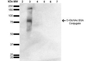 Western Blot analysis of GlcNAc-BSA Conjugate showing detection of 67 kDa GlcNAc-BSA using Mouse Anti-GlcNAc Monoclonal Antibody, Clone 9H6 . (O-GlcNAc 抗体 (Atto 390))