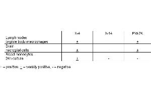 Table 1. (Macrophages 抗体)