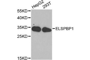 Western blot analysis of extracts of various cell lines, using ELSPBP1 antibody (ABIN5971178) at 1/1000 dilution. (ELSPBP1 抗体)