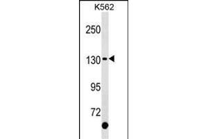 KIT Antibody (C-term ) (ABIN1537641 and ABIN2850298) western blot analysis in K562 cell line lysates (35 μg/lane). (KIT 抗体  (C-Term))