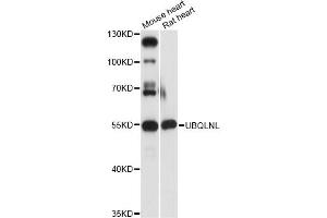 Western blot analysis of extracts of various cell lines, using UBQLNL antibody (ABIN6293258) at 1:3000 dilution. (UBQLNL 抗体)