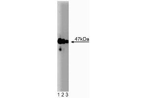 Western blot analysis of Neuronal Pentraxin on rat brain lysate. (Neuronal Pentraxin (AA 137-312) 抗体)