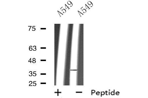 Rho-related GTP-binding protein 抗体