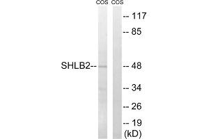 Western blot analysis of extracts from COS cells, using SH3GLB2 antibody. (SH3GLB2 抗体  (Internal Region))