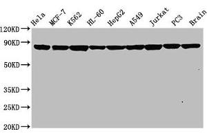 Western Blotting (WB) image for anti-HSP9AA1 antibody (ABIN7127552)