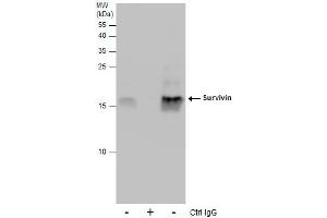 IP Image Immunoprecipitation of Survivin protein from 293T whole cell extracts using 5 μg of Survivin antibody, Western blot analysis was performed using Survivin antibody, EasyBlot anti-Rabbit IgG  was used as a secondary reagent. (Survivin 抗体  (C-Term))