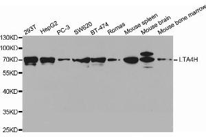 Western blot analysis of extracts of various cell lines, using LTA4H antibody (ABIN5971337) at 1/1000 dilution. (LTA4H 抗体)