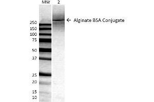 Western Blot analysis of ALL BSA-Alginate Conjugate showing detection of ~250 kDa Alginate protein using Mouse Anti-Alginate Monoclonal Antibody, Clone 4B10-1C5 . (Alginate 抗体 (FITC))